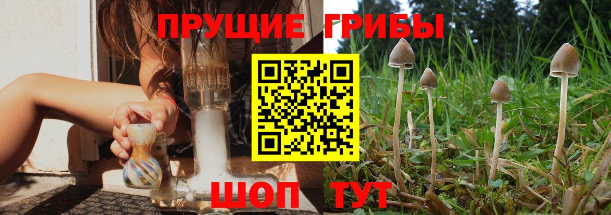 Псилоцибиновые грибы Cubensis  Вход с VPN  Асино 